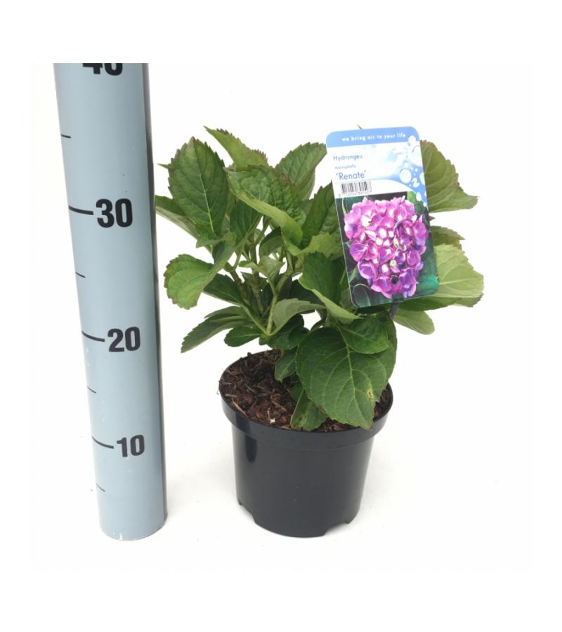 Hydrangea Macrophylla "Renate" boerenhortensia