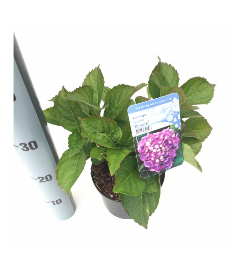 Hydrangea Macrophylla "Renate" boerenhortensia