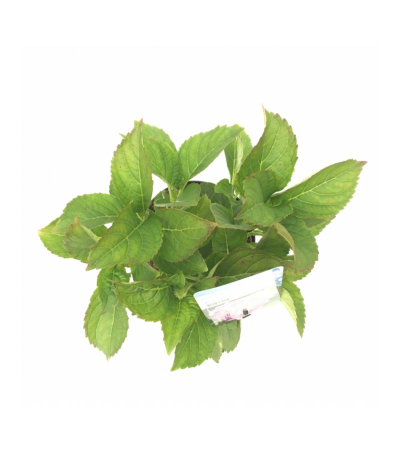 Hydrangea Macrophylla "Renate" boerenhortensia