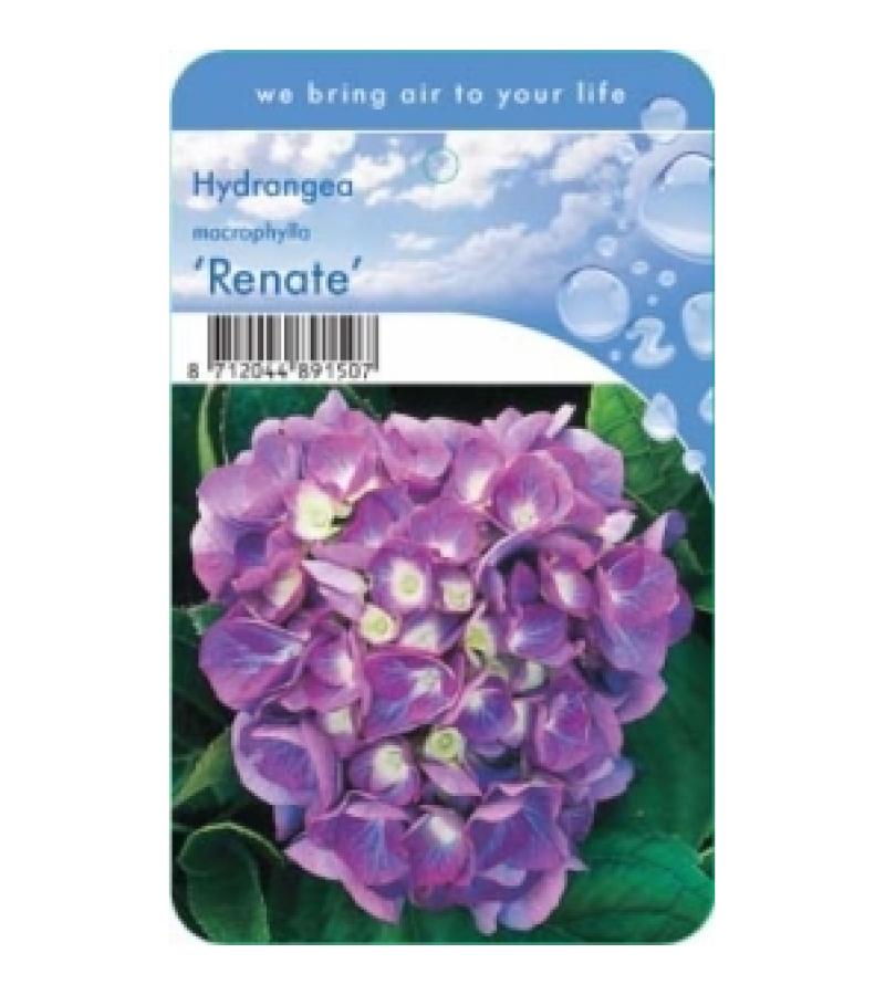 Hydrangea Macrophylla "Renate" boerenhortensia