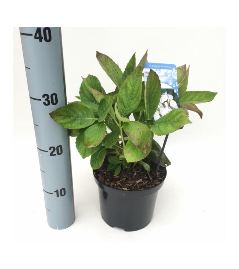 Hydrangea Macrophylla "Libelle" schermhortensia