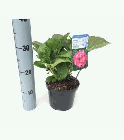 Hydrangea Macrophylla "Masja" boerenhortensia