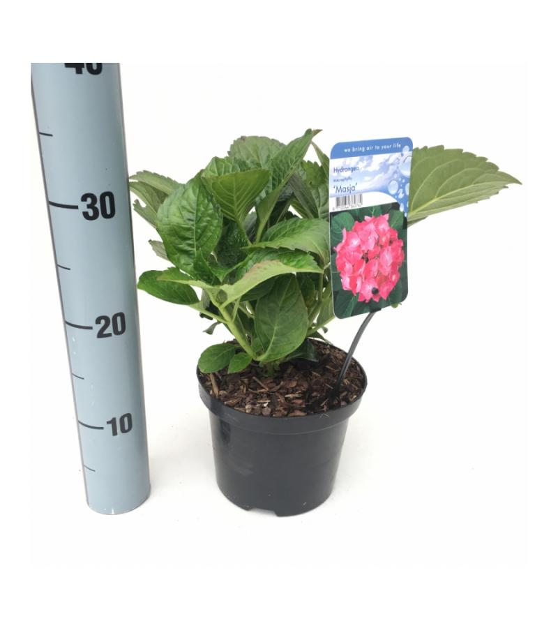 Hydrangea Macrophylla "Masja" boerenhortensia