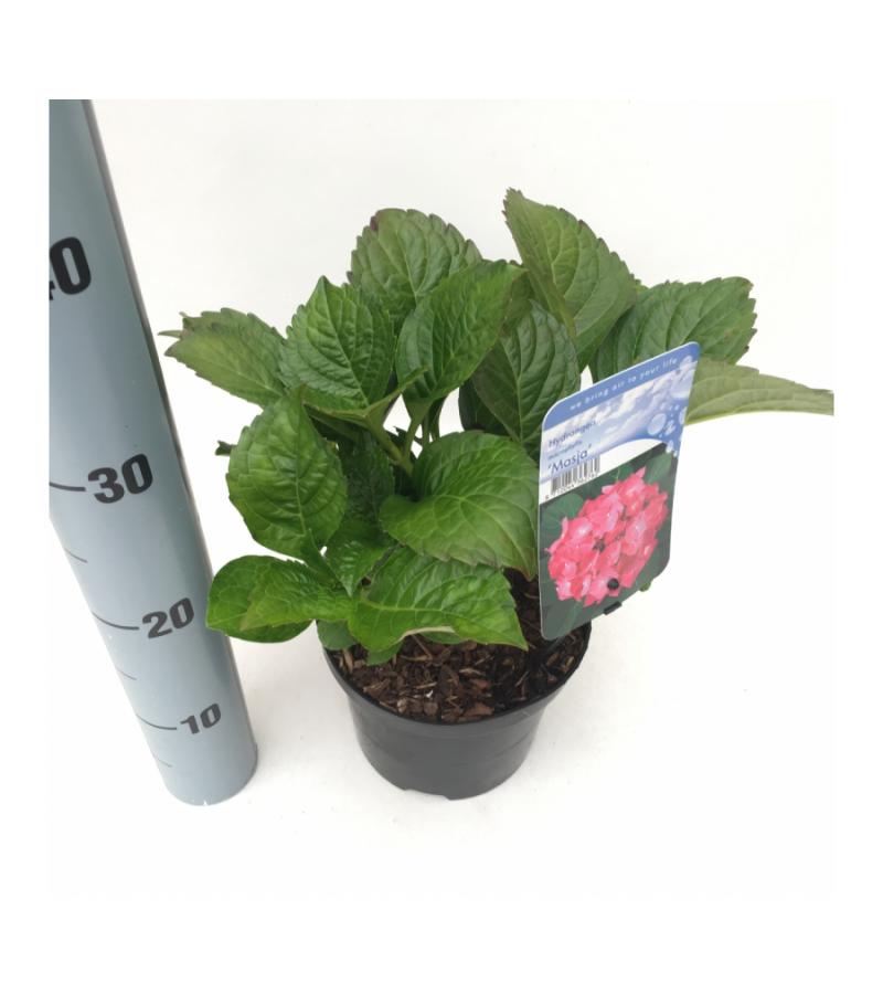 Hydrangea Macrophylla "Masja" boerenhortensia