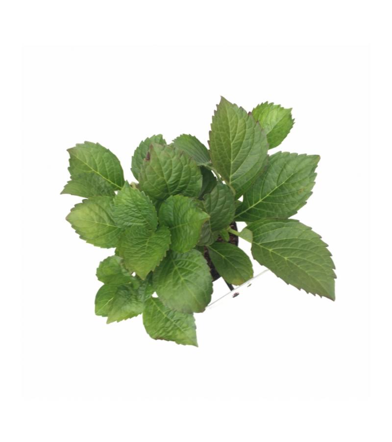 Hydrangea Macrophylla "Masja" boerenhortensia