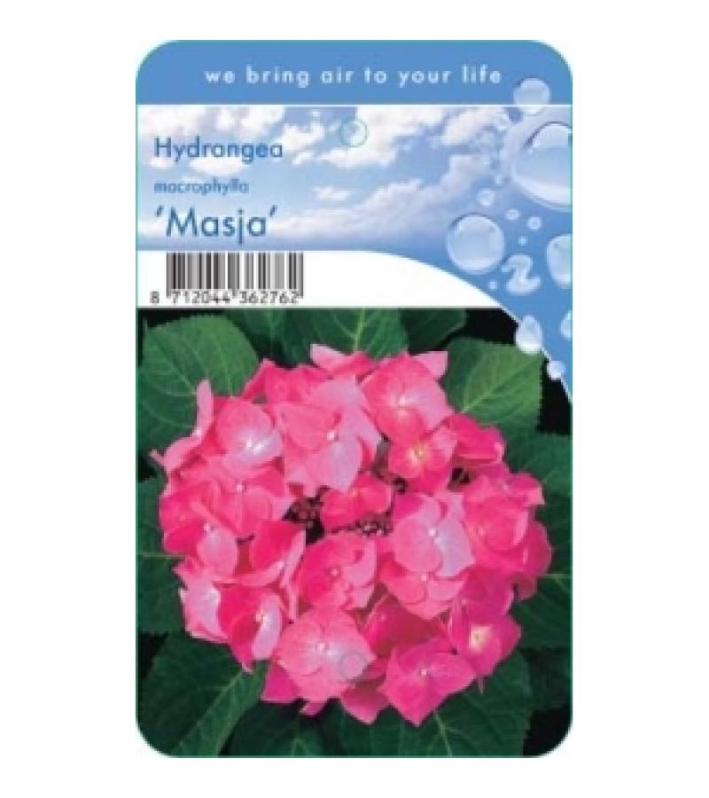 Hydrangea Macrophylla "Masja" boerenhortensia