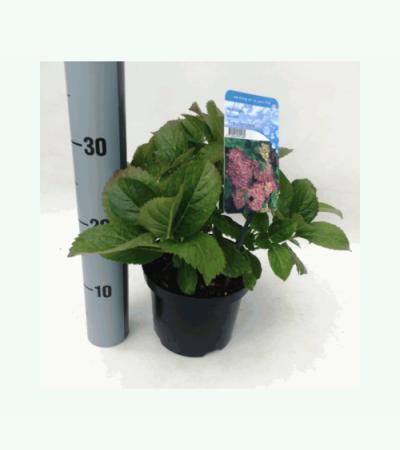 Hydrangea Macrophylla "Freudenstein" boerenhortensia