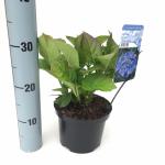 Hydrangea Macrophylla "Blaumeise" schermhortensia