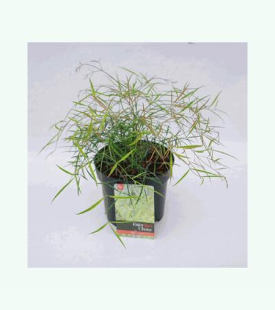 Hemelse bamboe (Nandina domestica “Mystic Wind”) heester