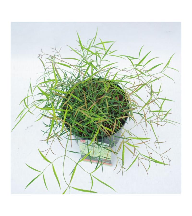 Hemelse bamboe (Nandina domestica &ldquo;Mystic Wind&rdquo;) heester