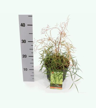 Hemelse bamboe (Nandina domestica “Filamentosa”) heester