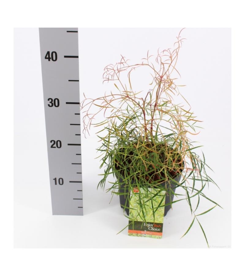 Hemelse bamboe (Nandina domestica &ldquo;Filamentosa&rdquo;) heester