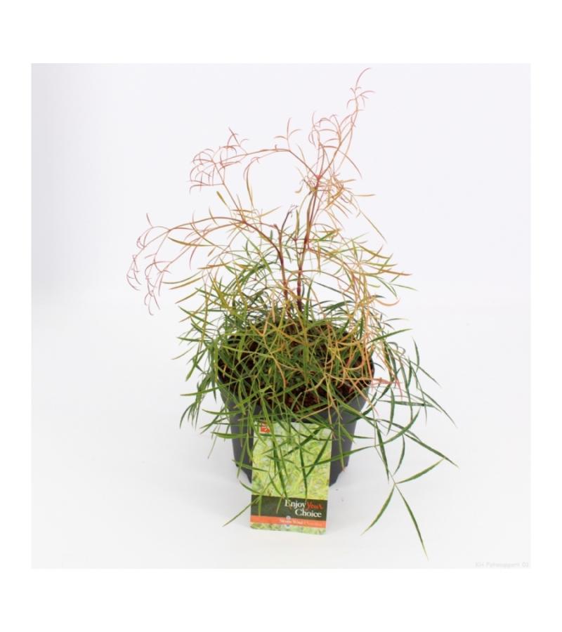 Hemelse bamboe (Nandina domestica &ldquo;Filamentosa&rdquo;) heester