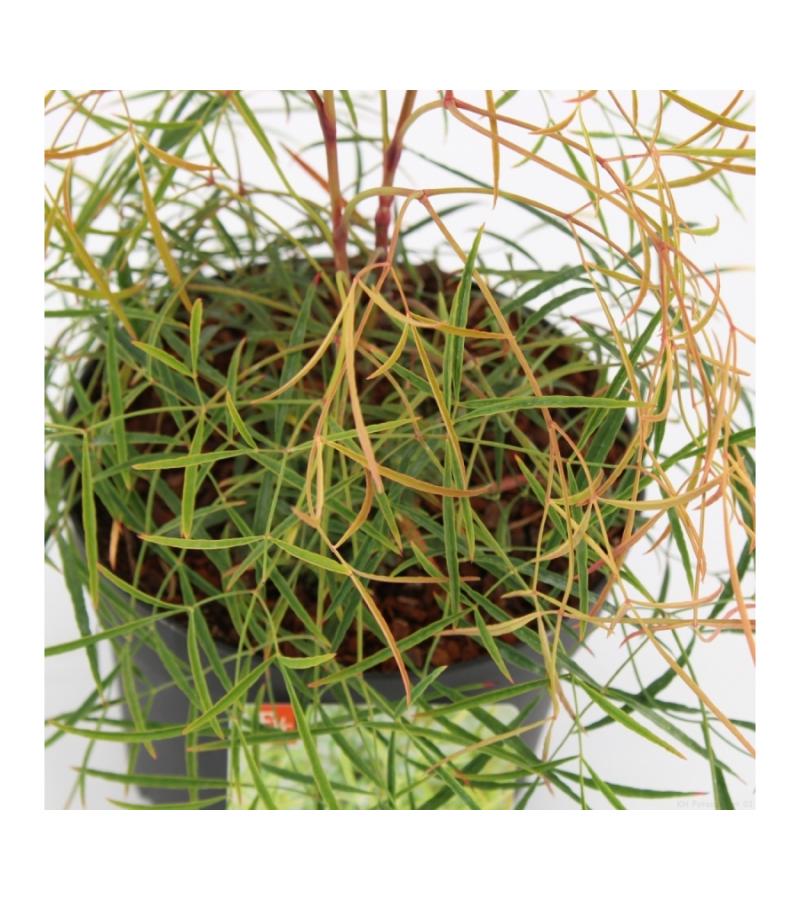 Hemelse bamboe (Nandina domestica &ldquo;Filamentosa&rdquo;) heester