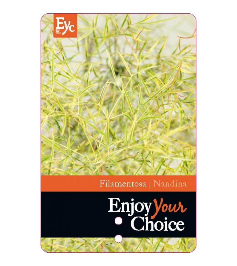 Hemelse bamboe (Nandina domestica &ldquo;Filamentosa&rdquo;) heester