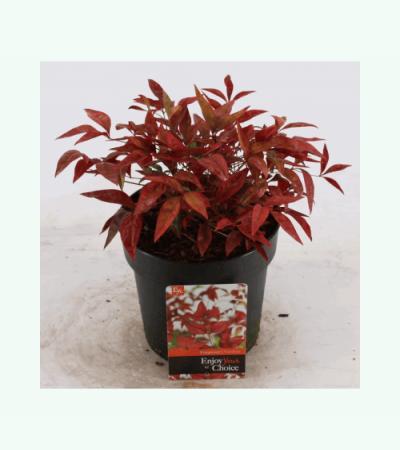 Hemelse bamboe (Nandina domestica “Fire Power”) heester