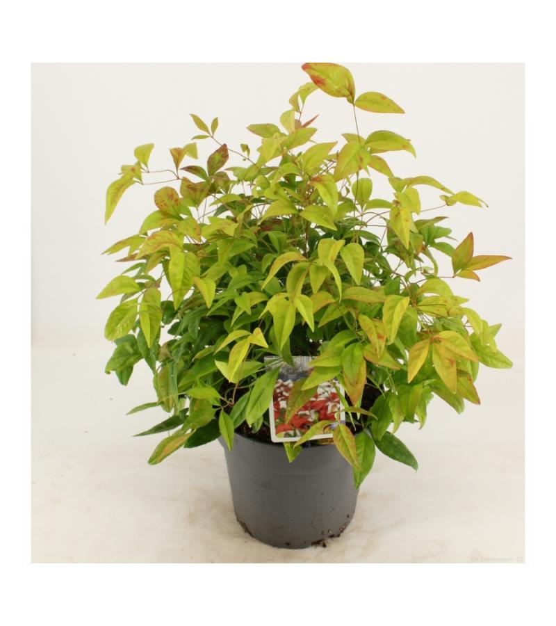 Hemelse bamboe (Nandina domestica &ldquo;Fire Power&rdquo;) heester