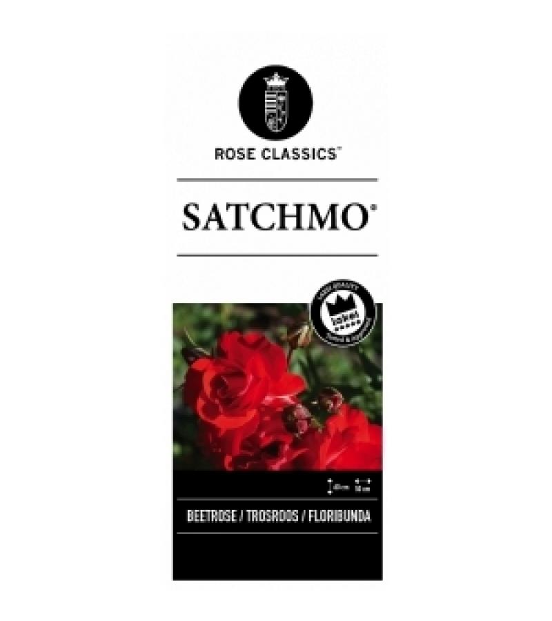 Trosroos (rosa "Satchmo"®)
