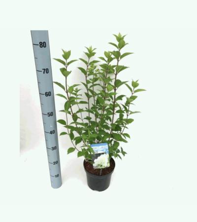 Hydrangea Paniculata "Limelight"® pluimhortensia
