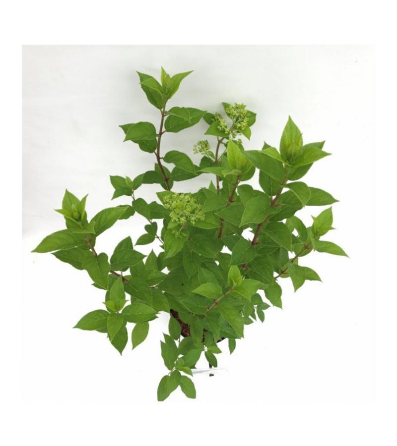 Hydrangea Paniculata "Limelight"® pluimhortensia