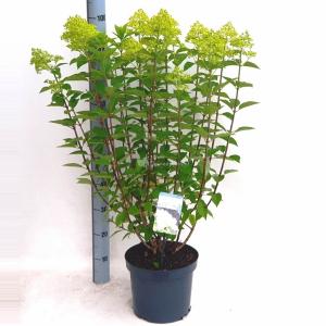 Hydrangea Paniculata Limelight® pluimhortensia - 30-40 cm - 1 stuks