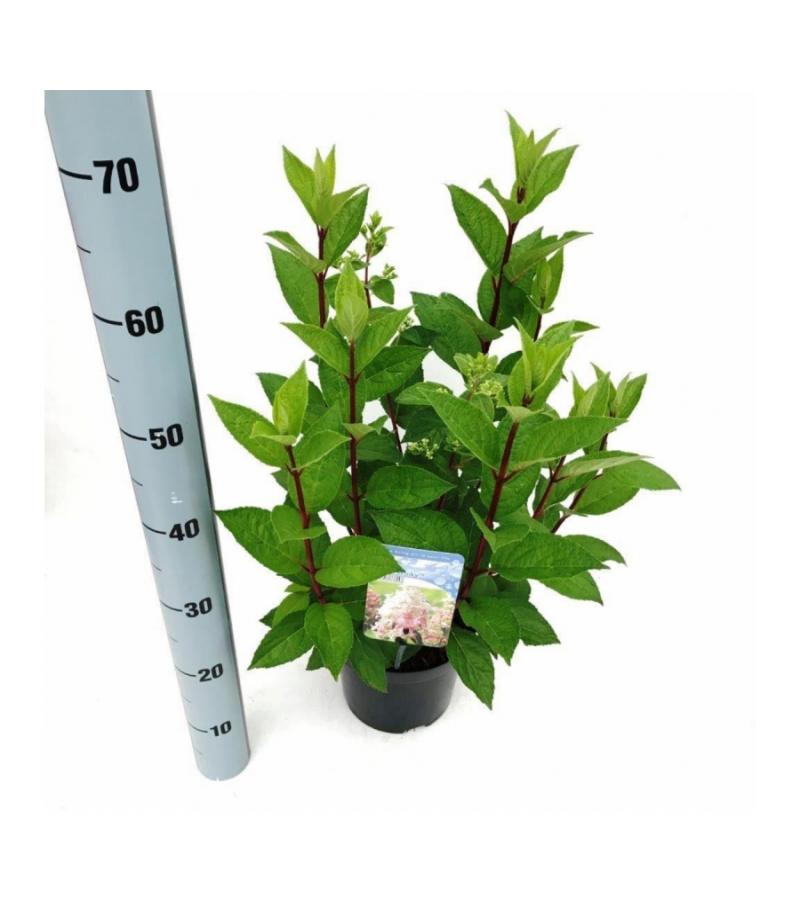 Hydrangea Paniculata "Pinky Winky"® pluimhortensia