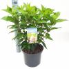 Hydrangea Paniculata "Pinky Winky"® pluimhortensia