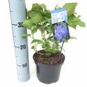 Hydrangea Macrophylla "Blue Arrow" boerenhortensia