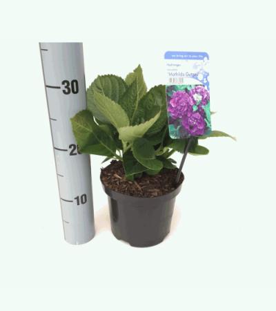 Hydrangea Macrophylla "Mathilde Gutges" boerenhortensia