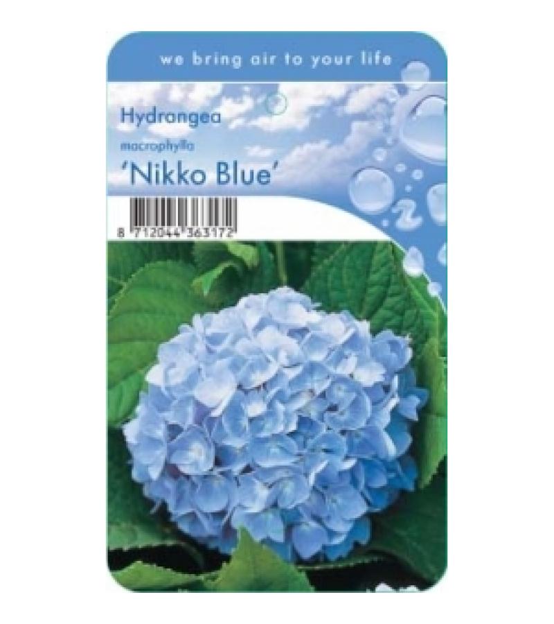 Hydrangea Macrophylla "Nikko Blue" boerenhortensia
