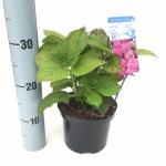 Hydrangea Macrophylla "Rosita" boerenhortensia
