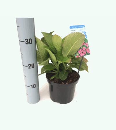 Hydrangea Macrophylla "Taube" schermhortensia