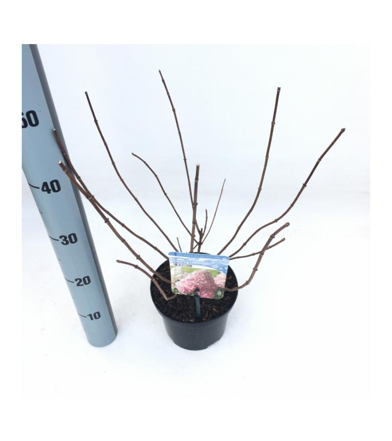 Hydrangea Paniculata "Vanille Fraise"® pluimhortensia