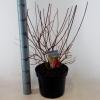 Hydrangea Paniculata "Vanille Fraise"® pluimhortensia
