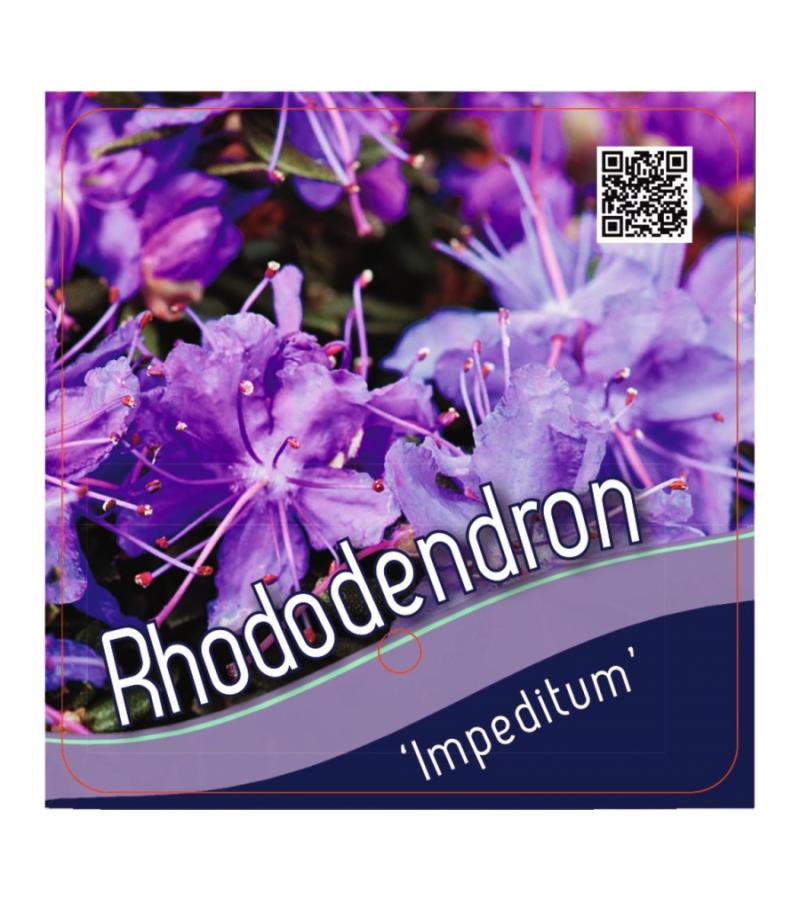 Dwerg rododendron (Rhododendron "Impeditum") heester