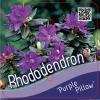 Dwerg rododendron (Rhododendron "Purperkissen") heester