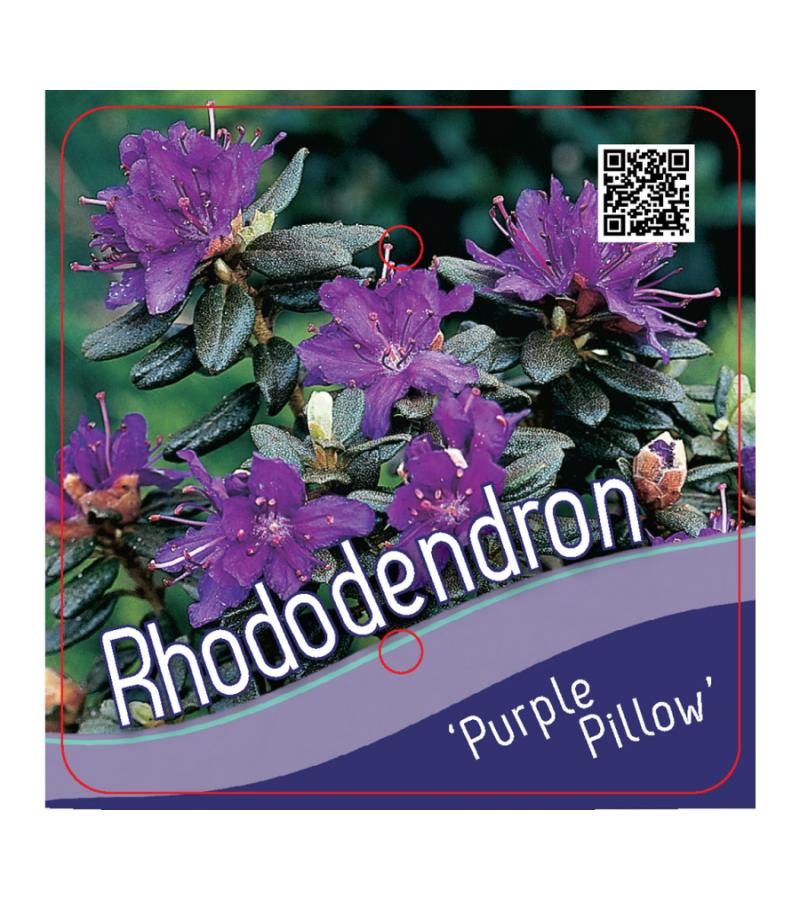 Dwerg rododendron (Rhododendron "Purple Pillow") heester