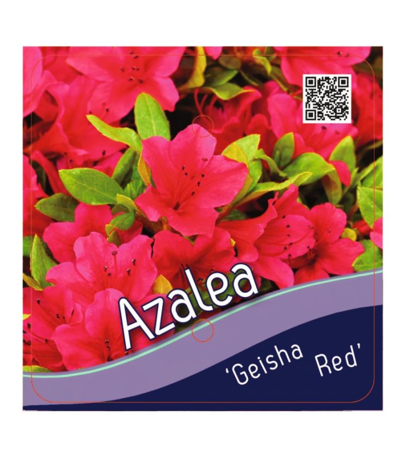 Rododendron (Rhododendron Japonica "Geisha Red") heester
