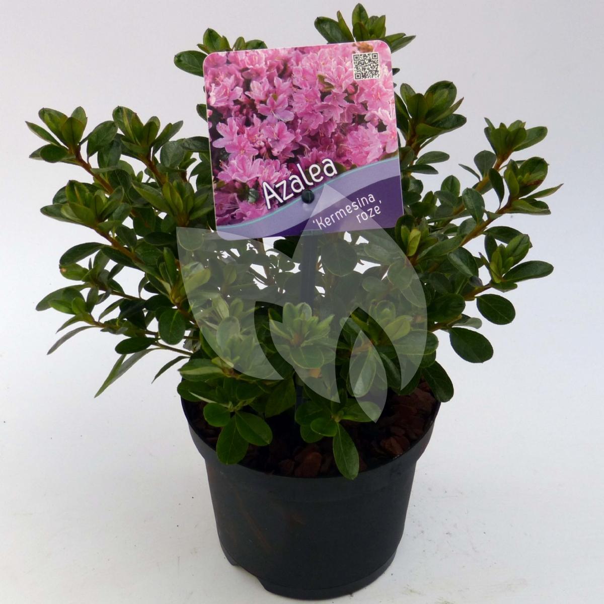 Plantenwinkel.nl Rododendron (Rhododendron Japonica 