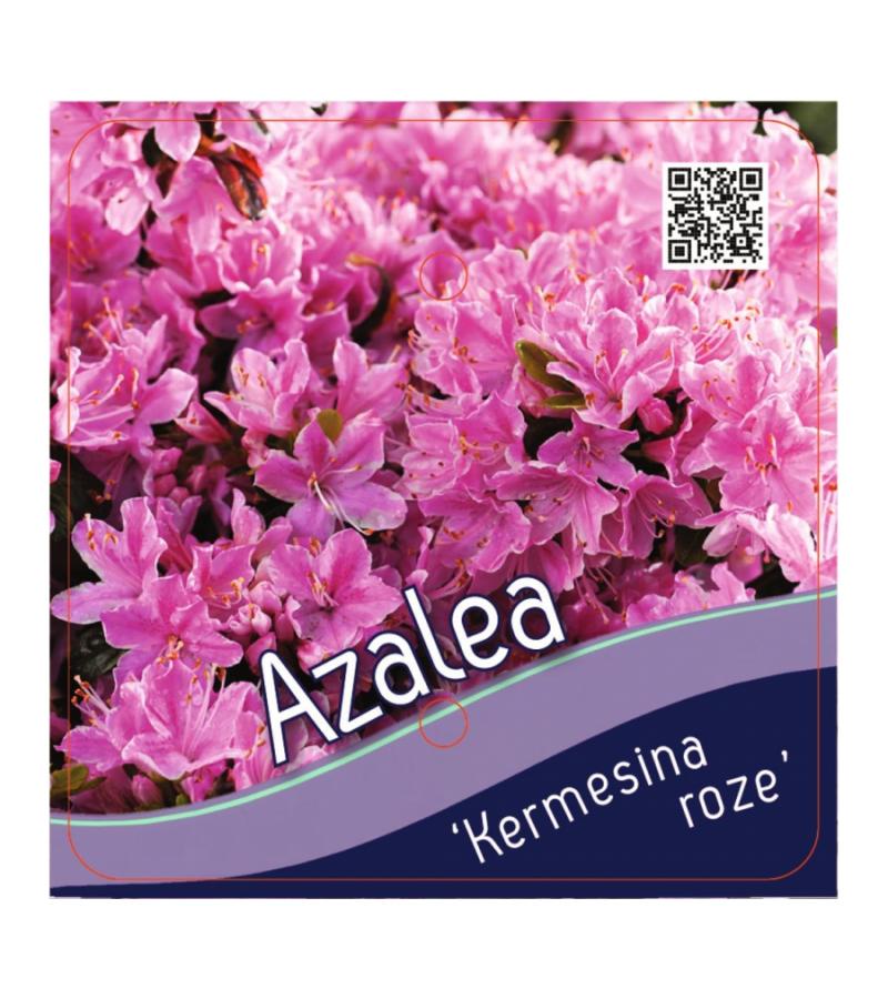 Rododendron (Rhododendron Japonica "Kermesina Rose") heester