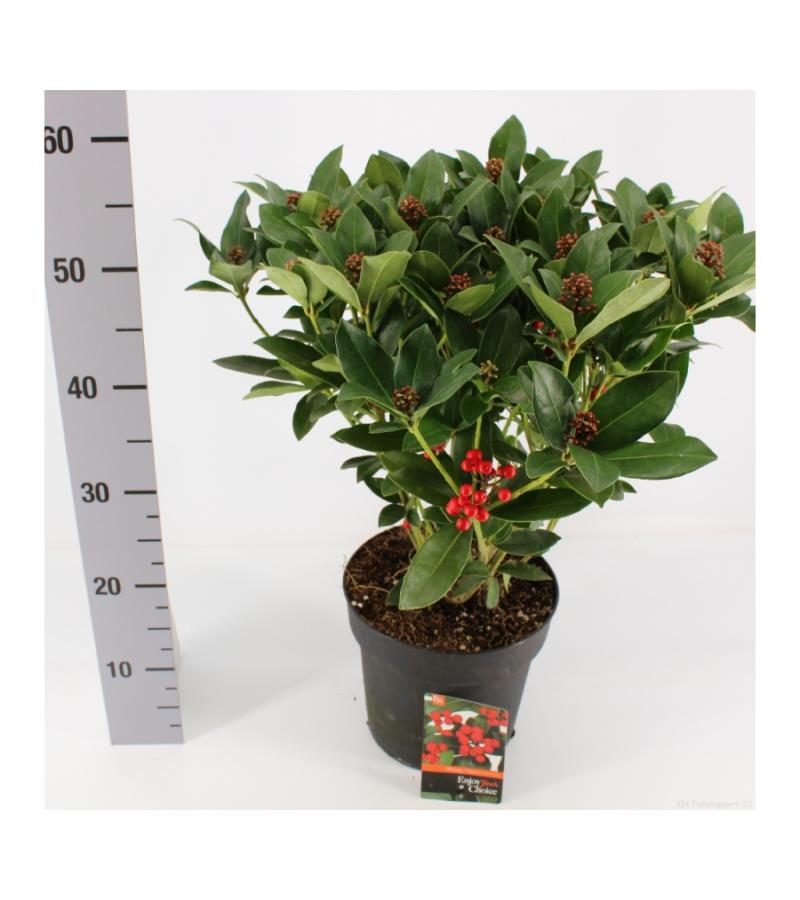 Skimmia (Skimmia Japonica “Olympic Flame”) heester