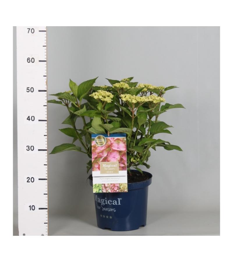 Hydrangea Macrophylla "Magical Harmony Roze"® boerenhortensia