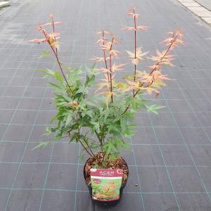 Japanse esdoorn (Acer palmatum Red Wine) heester 3 stuks