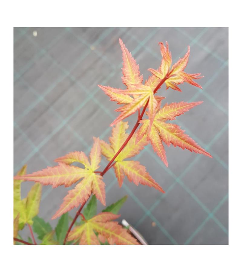 Japanse esdoorn (Acer palmatum "Red Wine") heester