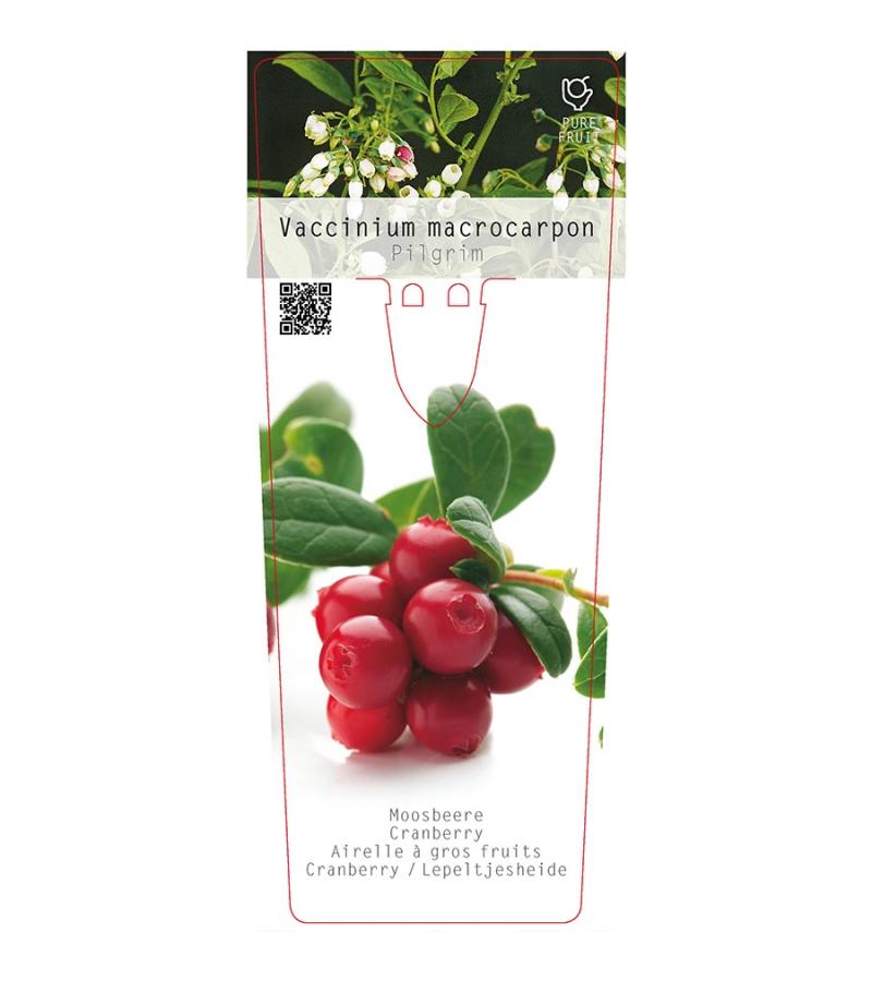 Cranberry (vaccinium macrocarpon “Pilgrim”) fruitplanten