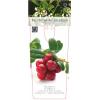 Cranberry (vaccinium macrocarpon “Pilgrim”) fruitplanten