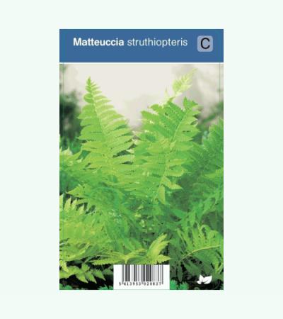 Bekervaren (matteuccia struthiopteris) schaduwplant