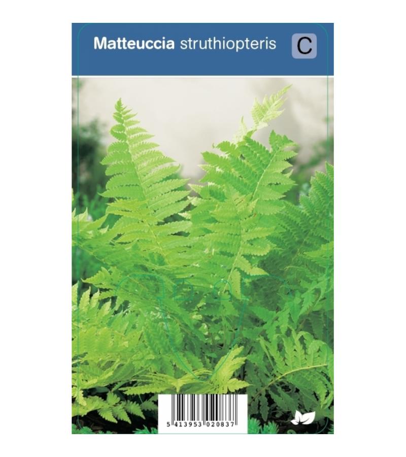 Bekervaren (matteuccia struthiopteris) schaduwplant