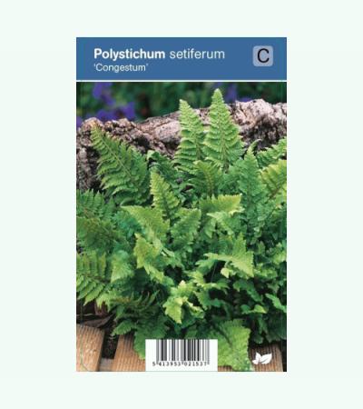 Naaldvaren (polystichum setiferum "Congestum") schaduwplant