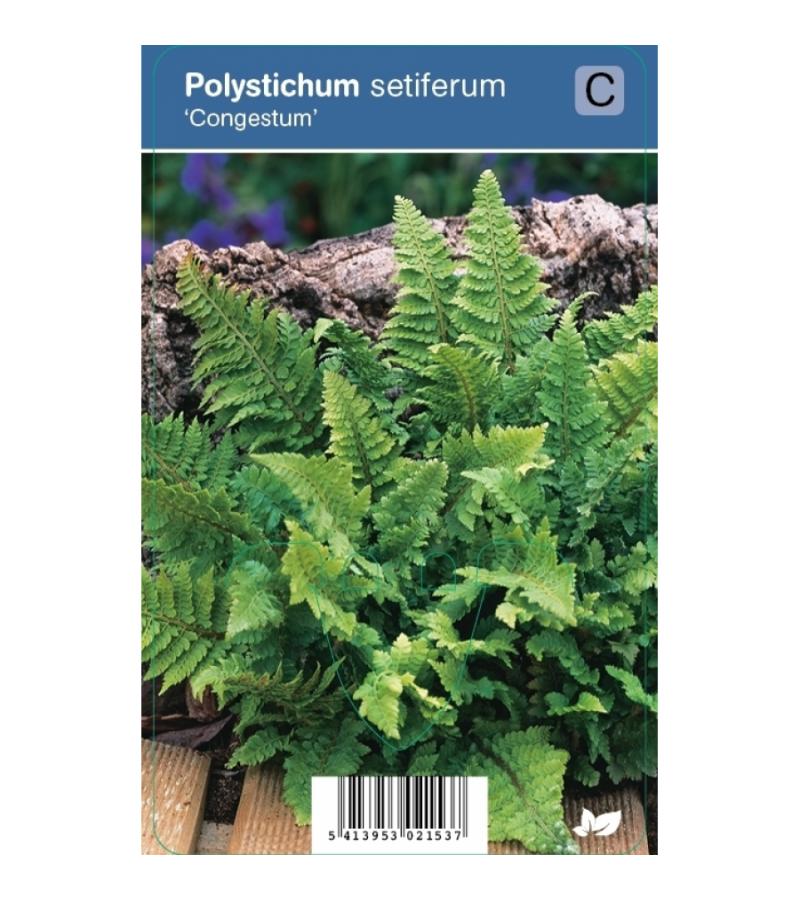 Naaldvaren (polystichum setiferum "Congestum") schaduwplant